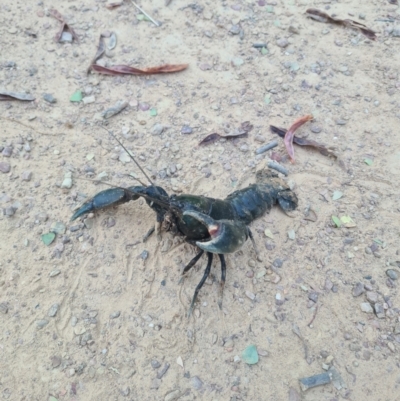 Cherax destructor (Common Yabby) at Nicholls, ACT - 14 Feb 2022 by RobynHall