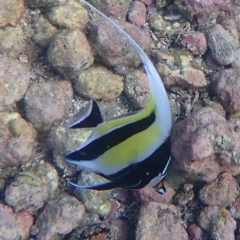 Zanclus cornutus (Moorish Idol) at Jervis Bay, JBT - 10 Feb 2022 by AnneG1
