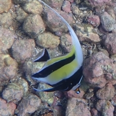 Zanclus cornutus (Moorish Idol) at Jervis Bay, JBT - 9 Feb 2022 by AnneG1