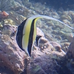 Zanclus cornutus at Jervis Bay, JBT - 10 Feb 2022