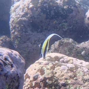 Zanclus cornutus at Jervis Bay, JBT - 10 Feb 2022 08:36 AM