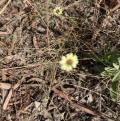 Tolpis barbata (Yellow Hawkweed) at Mulligans Flat - 13 Feb 2022 by Jenny54