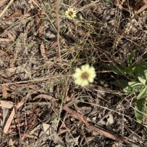 Tolpis barbata at Throsby, ACT - 14 Feb 2022 10:05 AM