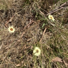 Tolpis barbata at Throsby, ACT - 14 Feb 2022 10:05 AM