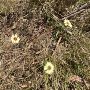 Tolpis barbata at Throsby, ACT - 14 Feb 2022 10:05 AM