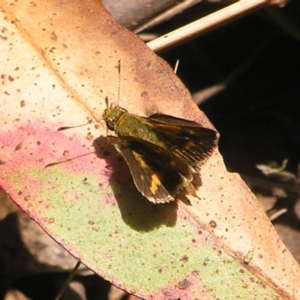 Taractrocera papyria at Cotter River, ACT - 13 Feb 2022