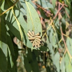 Paropsisterna cloelia (Eucalyptus variegated beetle) at The Fair, Watson - 14 Feb 2022 by WalterEgo