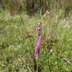 Spiranthes australis (Austral Ladies Tresses) at Paddys River, ACT - 13 Feb 2022 by WalterEgo