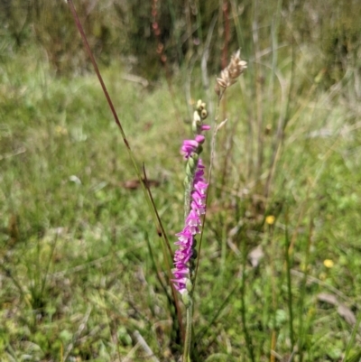 Spiranthes australis (Austral Ladies Tresses) at Gibraltar Pines - 13 Feb 2022 by WalterEgo