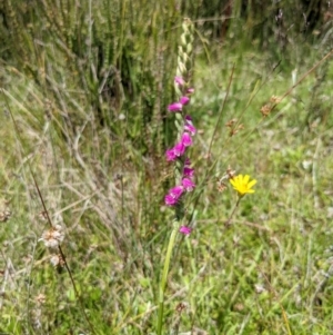 Spiranthes australis at Paddys River, ACT - 13 Feb 2022