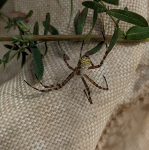 Argiope trifasciata at Watson, ACT - 14 Feb 2022 11:05 AM