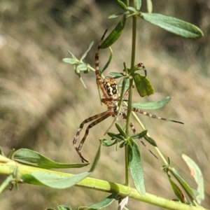 Argiope trifasciata at Watson, ACT - 14 Feb 2022