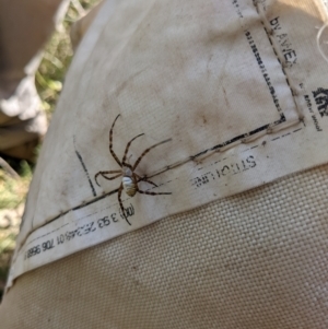 Argiope trifasciata at Watson, ACT - 14 Feb 2022 11:05 AM