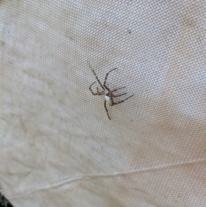 Argiope trifasciata at Watson, ACT - 14 Feb 2022 11:05 AM