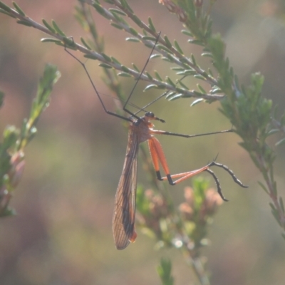 Harpobittacus australis (Hangingfly) at Tennent, ACT - 9 Nov 2021 by michaelb