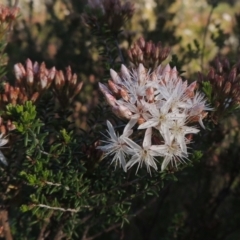 Calytrix tetragona (Common Fringe-myrtle) at Tennent, ACT - 9 Nov 2021 by MichaelBedingfield