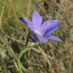 Wahlenbergia stricta subsp. stricta (Tall Bluebell) at Tennent, ACT - 9 Nov 2021 by MichaelBedingfield