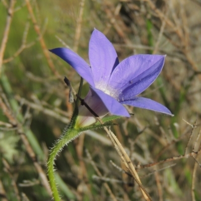 Wahlenbergia stricta subsp. stricta (Tall Bluebell) at Tennent, ACT - 9 Nov 2021 by MichaelBedingfield