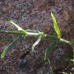 Wahlenbergia stricta subsp. stricta at Tennent, ACT - 9 Nov 2021