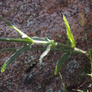 Wahlenbergia stricta subsp. stricta at Tennent, ACT - 9 Nov 2021