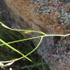 Wahlenbergia stricta subsp. stricta at Tennent, ACT - 9 Nov 2021