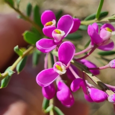 Comesperma ericinum (Heath Milkwort) at Gundaroo, NSW - 12 Feb 2022 by justinpurtle