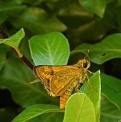 Ocybadistes walkeri at Turner, ACT - 14 Feb 2022