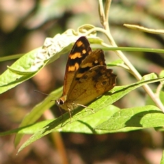 Heteronympha banksii (Banks' Brown) at Cotter River, ACT - 13 Feb 2022 by MatthewFrawley