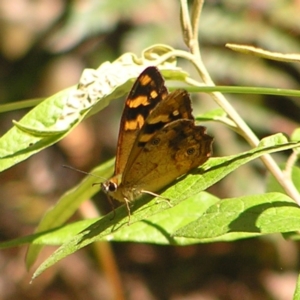 Heteronympha banksii at Cotter River, ACT - 13 Feb 2022