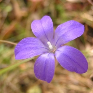 Wahlenbergia gloriosa at Cotter River, ACT - 13 Feb 2022 12:16 PM