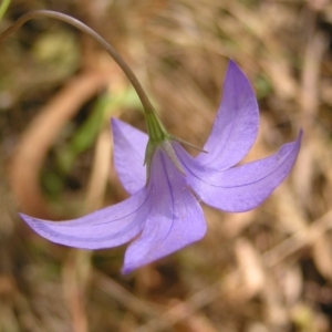 Wahlenbergia gloriosa at Cotter River, ACT - 13 Feb 2022 12:16 PM