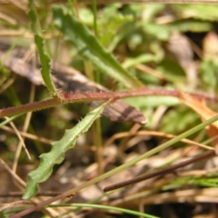 Wahlenbergia gloriosa at Cotter River, ACT - 13 Feb 2022