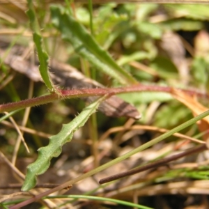 Wahlenbergia gloriosa at Cotter River, ACT - 13 Feb 2022 12:16 PM