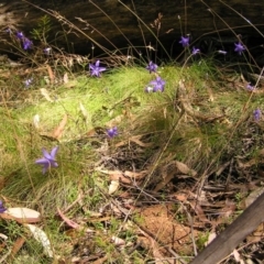 Wahlenbergia gloriosa at Cotter River, ACT - 13 Feb 2022