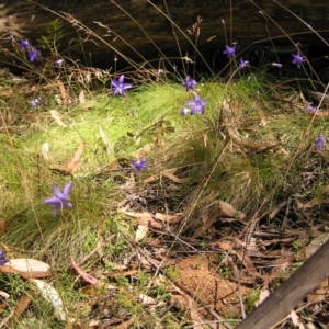 Wahlenbergia gloriosa at Cotter River, ACT - 13 Feb 2022