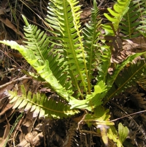 Blechnum nudum at Cotter River, ACT - 13 Feb 2022