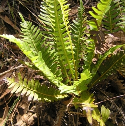 Blechnum nudum (Fishbone Water Fern) at Namadgi National Park - 13 Feb 2022 by MatthewFrawley