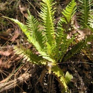 Blechnum nudum at Cotter River, ACT - 13 Feb 2022