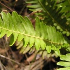 Blechnum nudum at Cotter River, ACT - 13 Feb 2022