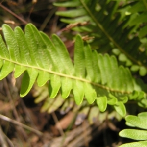 Blechnum nudum at Cotter River, ACT - 13 Feb 2022 12:16 PM