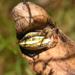 Plebs bradleyi (Enamelled spider) at Namadgi National Park - 13 Feb 2022 by MatthewFrawley