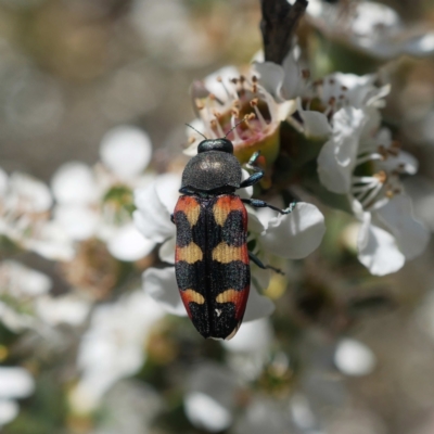 Castiarina sexplagiata (Jewel beetle) at Cotter River, ACT - 9 Feb 2021 by DPRees125