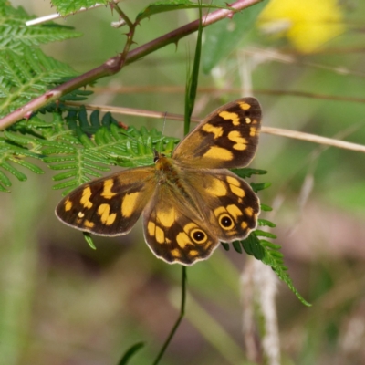 Heteronympha solandri (Solander's Brown) at Namadgi National Park - 9 Feb 2022 by DPRees125