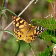 Heteronympha solandri at Cotter River, ACT - 9 Feb 2022 12:49 PM