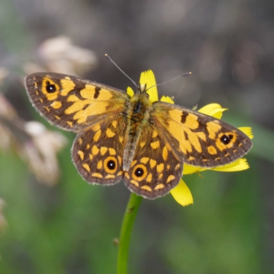 Oreixenica orichora (Spotted Alpine Xenica) at Namadgi National Park - 9 Feb 2022 by DPRees125