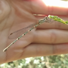 Austrolestes leda (Wandering Ringtail) at Black Mountain - 14 Feb 2022 by LD12