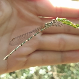 Austrolestes leda at Acton, ACT - 14 Feb 2022