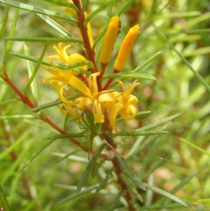 Persoonia chamaepeuce at Cotter River, ACT - 13 Feb 2022 12:22 PM