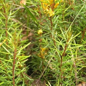 Persoonia chamaepeuce at Cotter River, ACT - 13 Feb 2022
