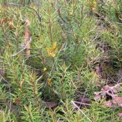 Persoonia chamaepeuce at Cotter River, ACT - 13 Feb 2022 12:22 PM